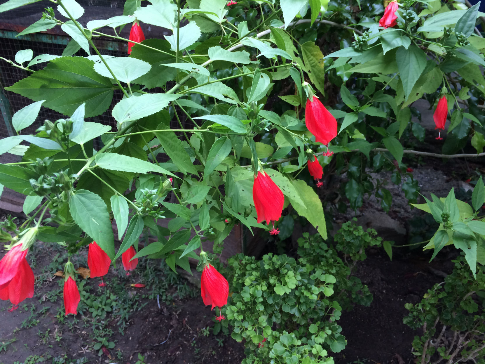 Keinath gardening
